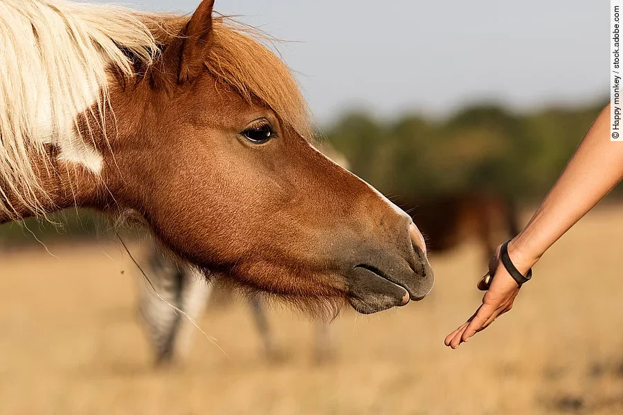 horse eats from a human hand