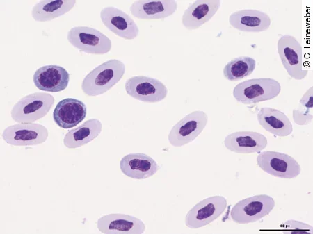 Im Blutausstrich eines Jemenchamäleons erkennt man eine regenerative Anämie.