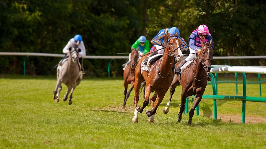 Vier Pferde galoppieren mit ihren Jockeys über eine Rennbahn. Der Belag ist aus Rasen und die Jockeys tragen bunte Outfits. 