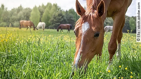 Ein Pferd steht auf einer Wiese mit gesenktem Kopf und grast. Das Pferd hat fuchsfarbenes Fell und eine weiße Blesse. Im Hintergrund steht eine Herde weiterer Pferde mit unterschiedlichen Fellfarben.