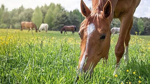 Ein Pferd steht auf einer Wiese mit gesenktem Kopf und grast. Das Pferd hat fuchsfarbenes Fell und eine weiße Blesse. Im Hintergrund steht eine Herde weiterer Pferde mit unterschiedlichen Fellfarben.