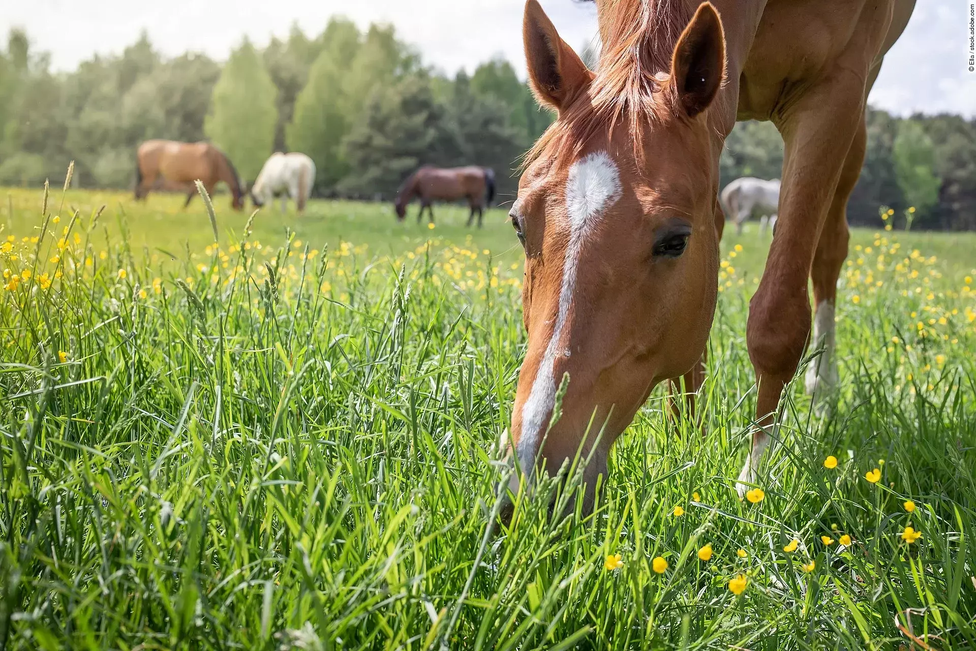 Ein Pferd steht auf einer Wiese mit gesenktem Kopf und grast. Das Pferd hat fuchsfarbenes Fell und eine weiße Blesse. Im Hintergrund steht eine Herde weiterer Pferde mit unterschiedlichen Fellfarben.