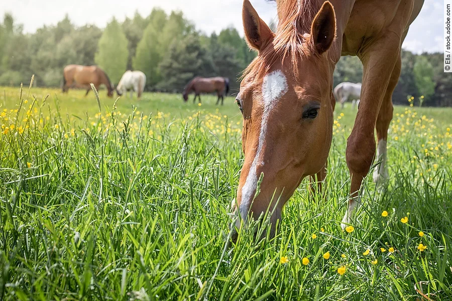 Ein Pferd steht auf einer Wiese mit gesenktem Kopf und grast. Das Pferd hat fuchsfarbenes Fell und eine weiße Blesse. Im Hintergrund steht eine Herde weiterer Pferde mit unterschiedlichen Fellfarben.