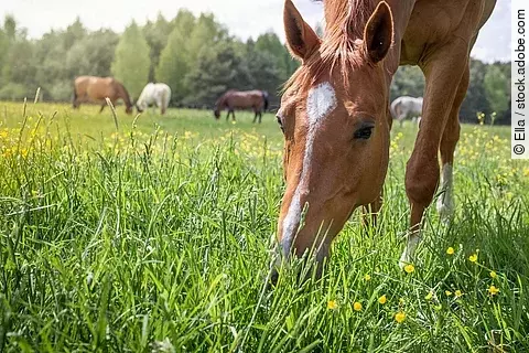 Ein Pferd steht auf einer Wiese mit gesenktem Kopf und grast. Das Pferd hat fuchsfarbenes Fell und eine weiße Blesse. Im Hintergrund steht eine Herde weiterer Pferde mit unterschiedlichen Fellfarben.