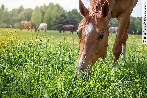 Ein Pferd steht auf einer Wiese mit gesenktem Kopf und grast. Das Pferd hat fuchsfarbenes Fell und eine weiße Blesse. Im Hintergrund steht eine Herde weiterer Pferde mit unterschiedlichen Fellfarben.
