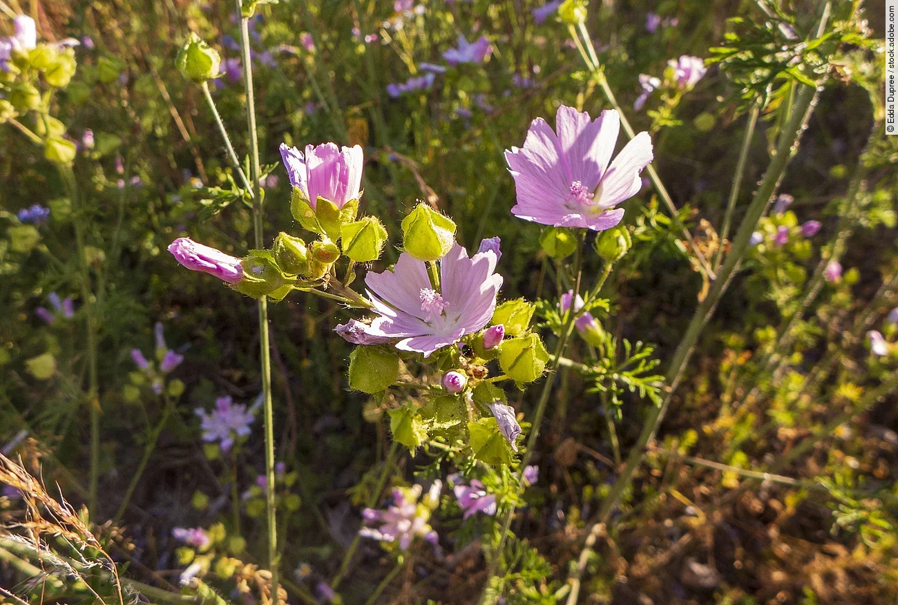 Aufnahme von einer Moschus-Malve