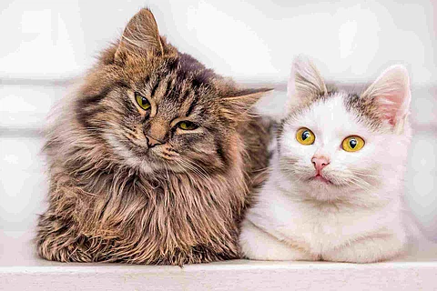 Two young kittens sit together one by one_