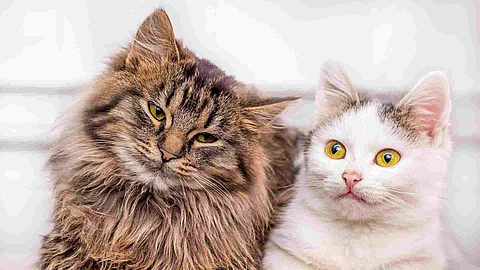 Two young kittens sit together one by one_