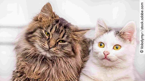 Two young kittens sit together one by one_