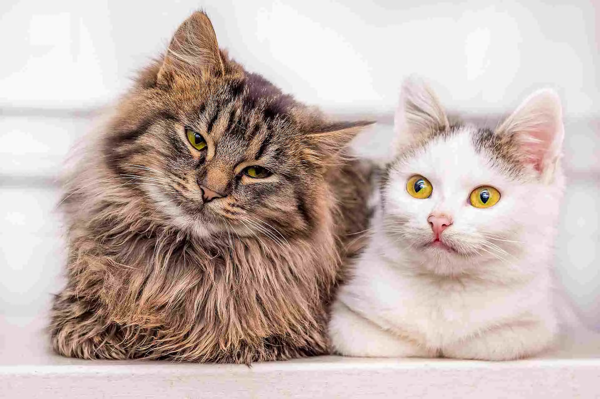 Two young kittens sit together one by one_