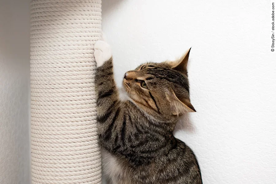 Eine Katze nutzt ihren Kratzbaum