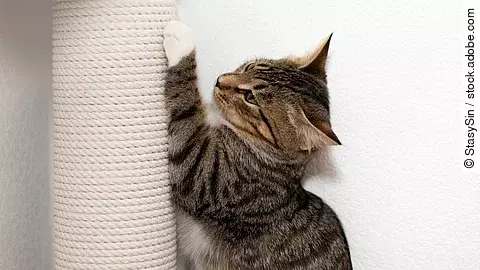 Eine braun-getigerte Katze nutzt ihren Kratzbaum und wetzt dabei ihre Krallen ab.