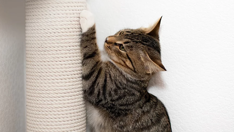 Eine braun-getigerte Katze nutzt ihren Kratzbaum und wetzt dabei ihre Krallen ab.