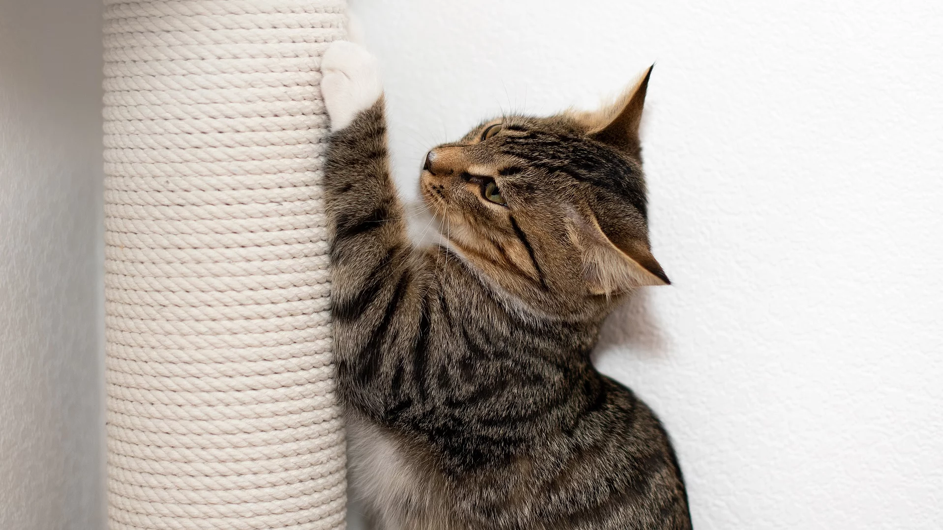 Eine braun-getigerte Katze nutzt ihren Kratzbaum und wetzt dabei ihre Krallen ab.