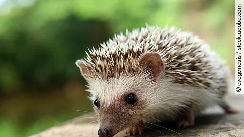Igel auf Baumstamm