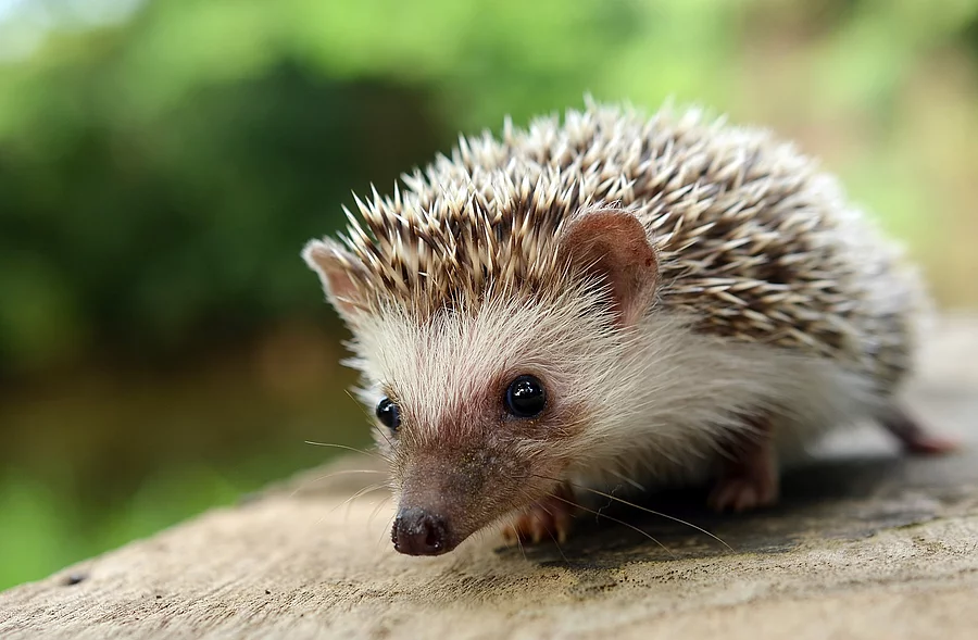 Igel auf Baumstamm