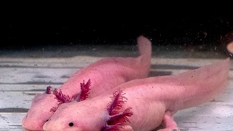 axolotl mexican salamander portrait underwater