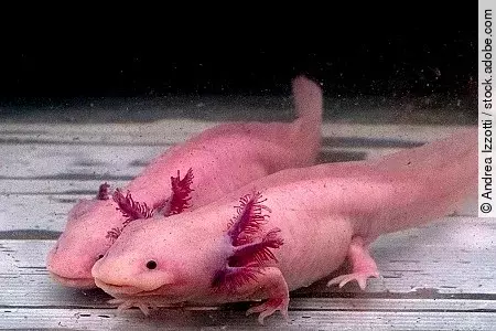 axolotl mexican salamander portrait underwater