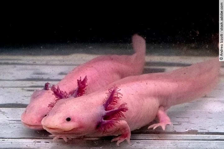 axolotl mexican salamander portrait underwater
