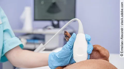 Ein Hund mit glattem Fell liegt auf einem Untersuchungstisch. Man sieht nur einen Ausschnitt des Hundes und eine Hand die den Hund mit einem Ultraschallkopf untersucht. Die Hand trägt einen blauen Einmalhandschuh. 