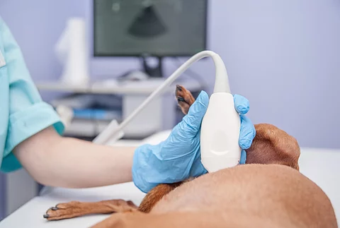 Puppy having ultrasound scan in vet office Ein Hund mit glattem Fell liegt auf einem Untersuchungstisch. Man sieht nur einen Ausschnitt des Hundes und eine Hand die den Hund mit einem Ultraschallkopf untersucht. Die Hand trägt einen blauen Einmalhandschuh.