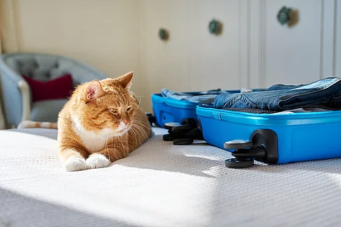Katze liegt neben Koffer