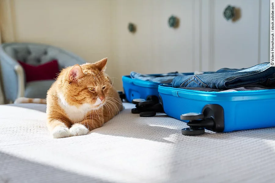 Katze liegt neben Koffer