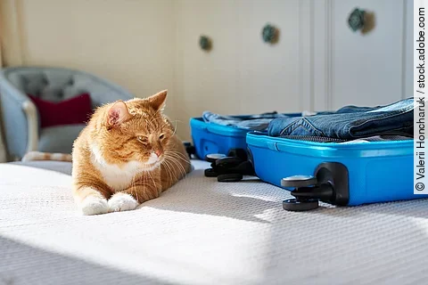 Katze liegt neben Koffer