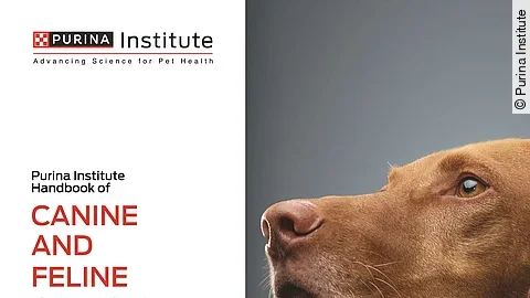 Cover des neuen Buchs