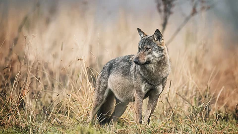 Wolf