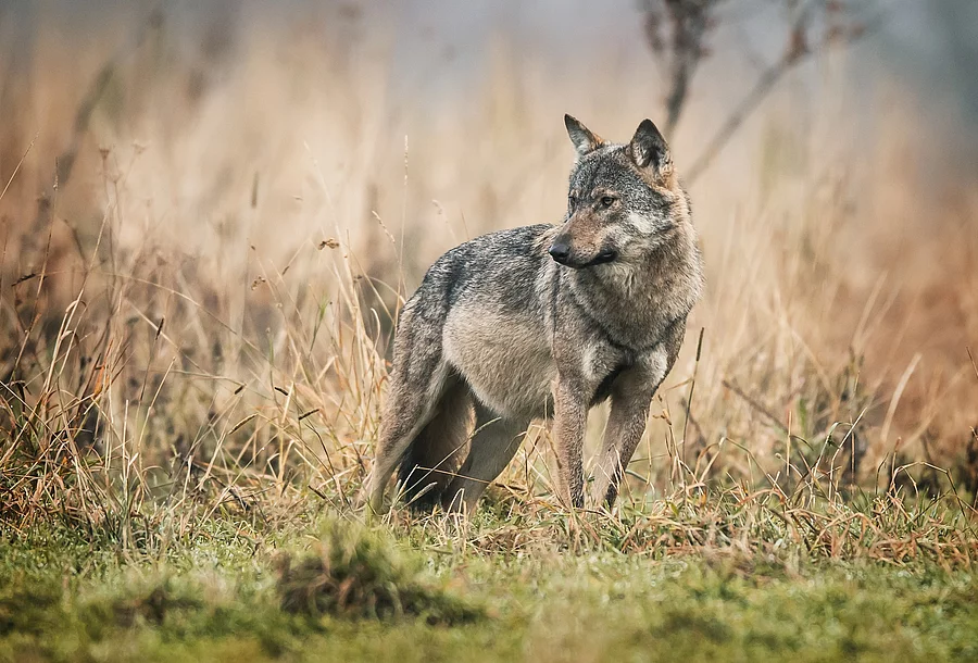 Wolf