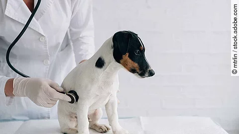 Puppy sits on a white table during a stethoscope inspection, dog