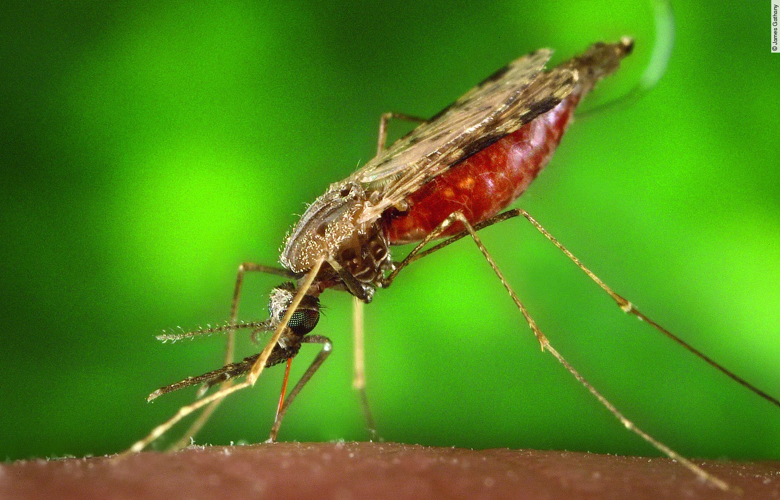 Stechmücke beim Stechen