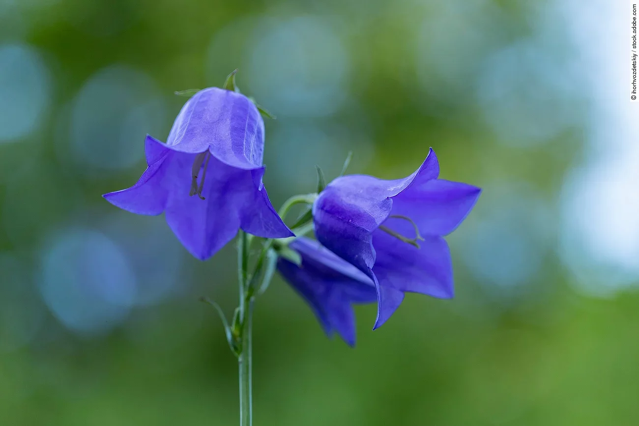 Aufnahme von einer Glockenblume. 