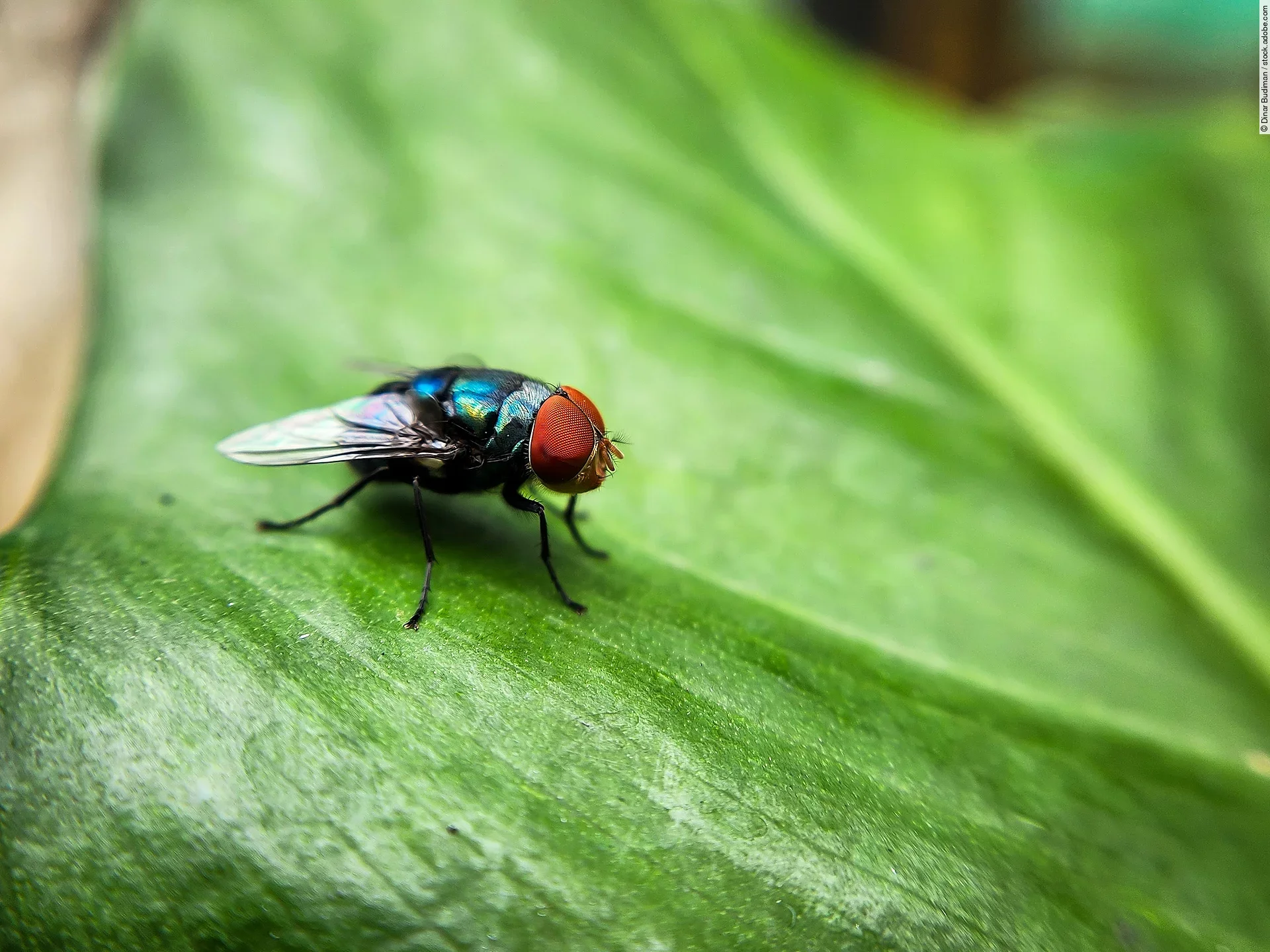 Die Schraubenwurmfliege schimmert metallisch grün und hat Streifen auf dem Körper.