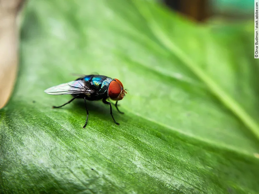 Die Schraubenwurmfliege schimmert metallisch grün und hat Streifen auf dem Körper.