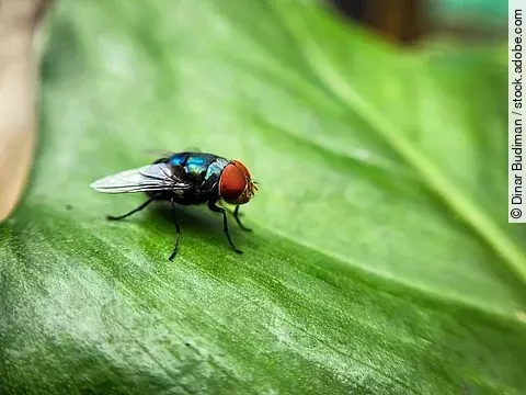 Die Schraubenwurmfliege schimmert metallisch grün und hat Streifen auf dem Körper.
