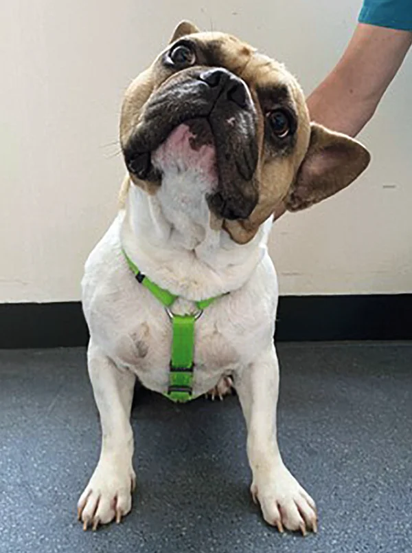 Eine französische Bulldogge mit grünen Geschirr zeigt eine deutliche Kopfschiefhaltung nach links. Eine französische Bulldogge mit grünen Geschirr zeigt eine deutliche Kopfschiefhaltung nach links.
