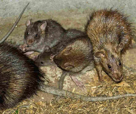 Wild or field rats is the language that Thailand people call Whi