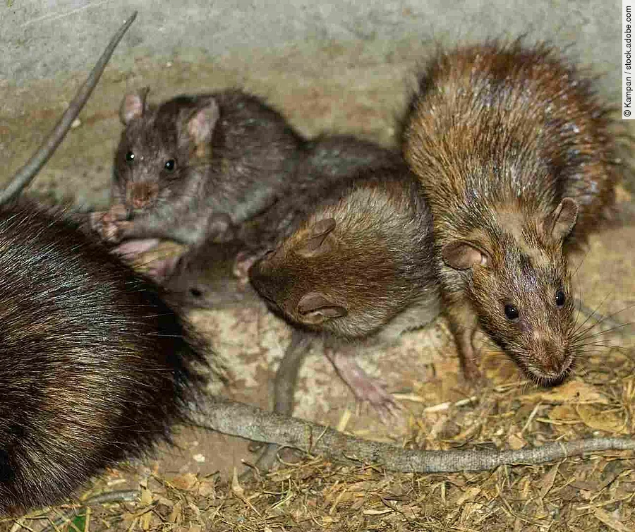 Wild or field rats is the language that Thailand people call Whi