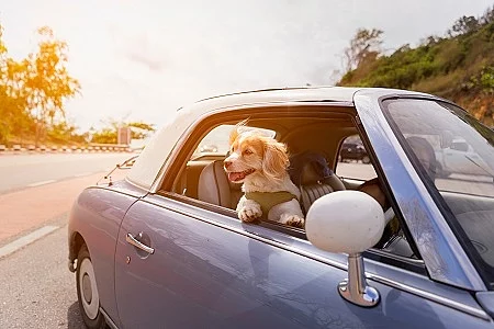 Dog enjoying a ride with the vintage car color purple on the roa