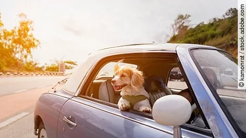 Dog enjoying a ride with the vintage car color purple on the roa