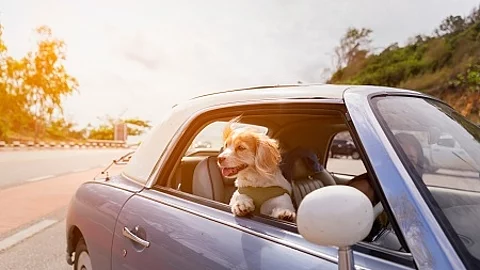 Dog enjoying a ride with the vintage car color purple on the roa