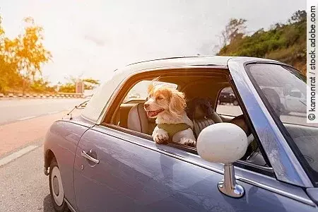 Dog enjoying a ride with the vintage car color purple on the roa