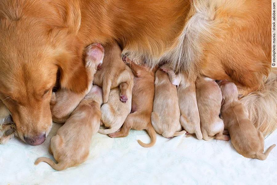 Welpen trinken Milch an dem Gesäuge von einer Golden Retriever Hündin.