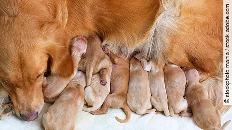 Welpen trinken Milch an dem Gesäuge von einer Golden Retriever Hündin.