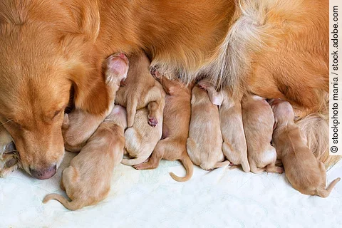 Welpen trinken Milch an dem Gesäuge von einer Golden Retriever Hündin.