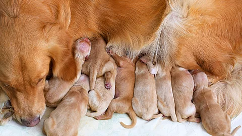 Welpen trinken Milch an dem Gesäuge von einer Golden Retriever Hündin.
