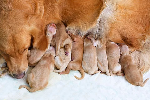 Welpen trinken Milch an dem Gesäuge von einer Golden Retriever Hündin.
