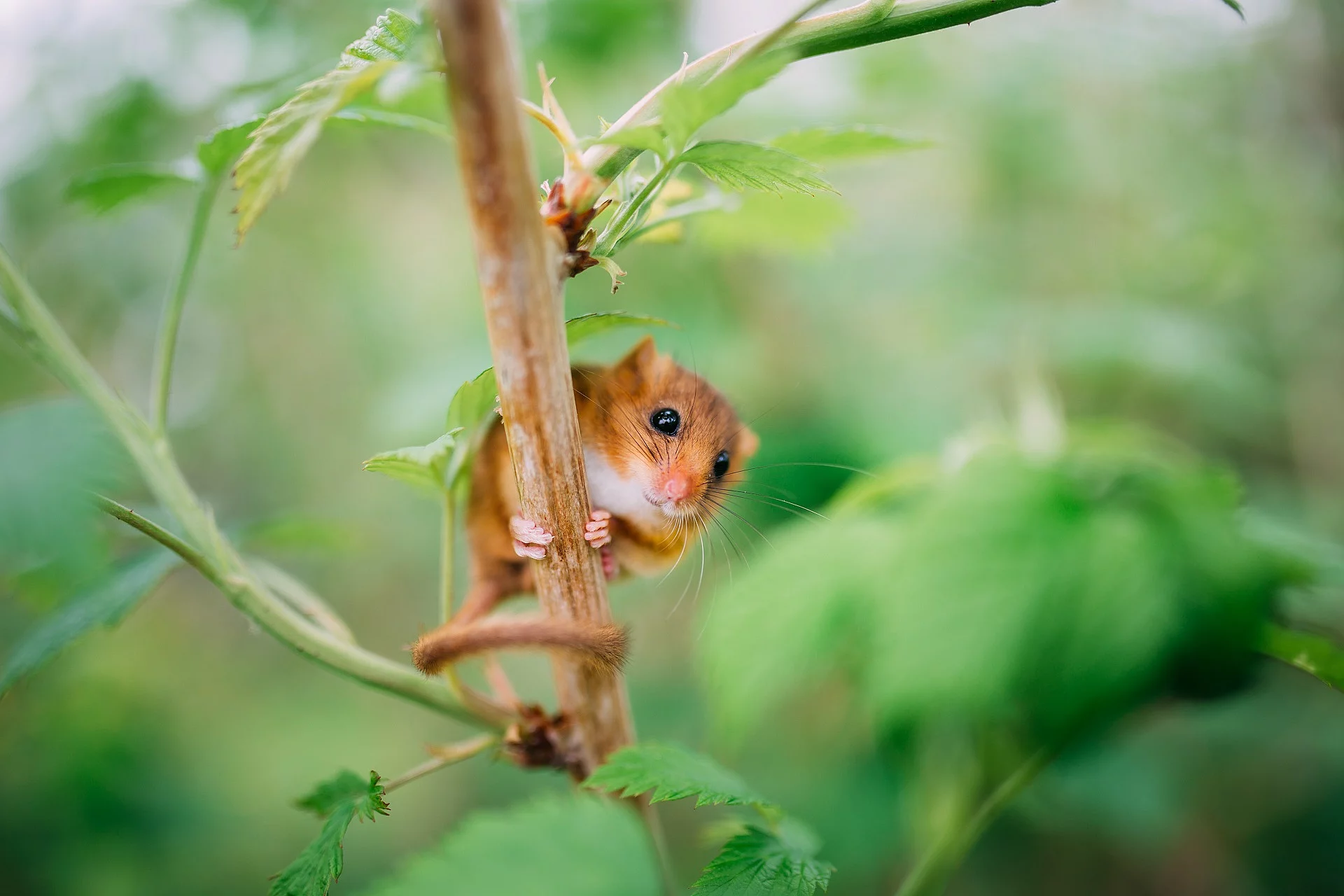 Haselmaus